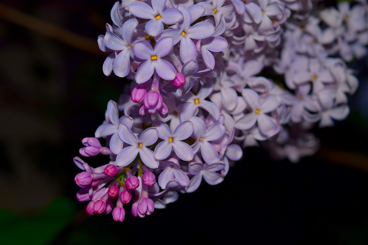 Alyva, Syringa, Gėlė, Violetinė, Gėlių, Žydėti, Pavasaris, Rožinis, Gamta, Žiedas