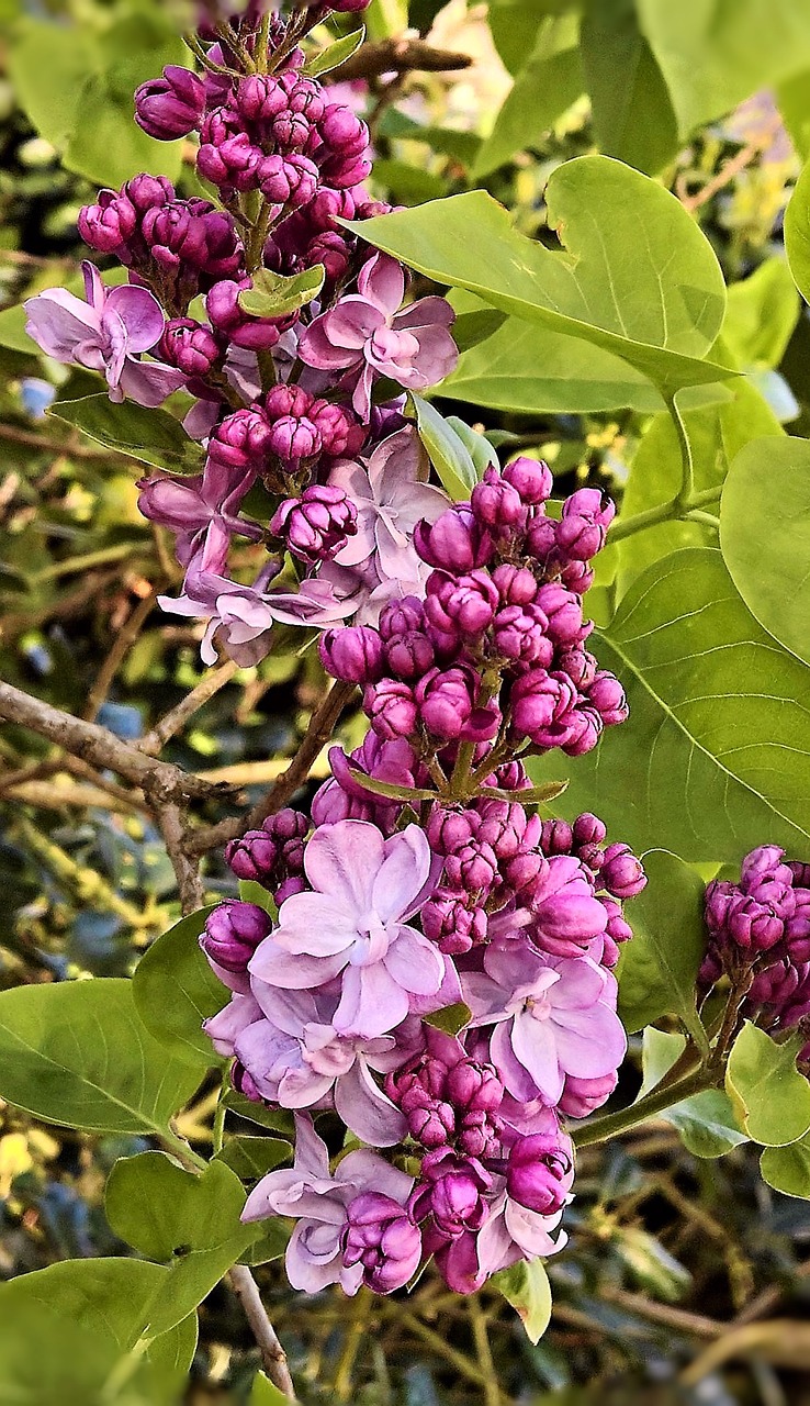 Alyva, Gėlių Šaka, Violetinė, Dvisluoksnės Gėlės, Krūmas, Medis, Aromatingas, Pavasaris, Sodas, Uždaryti