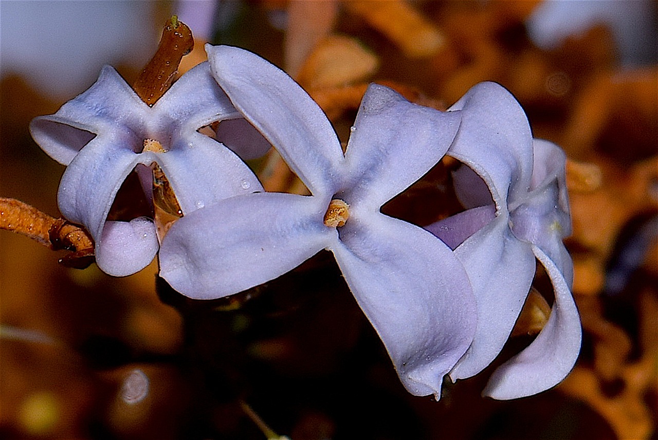 Alyva, Gėlė, Žydėti, Pavasaris, Gėlių, Žiedas, Violetinė, Violetinė, Filialas, Gamta