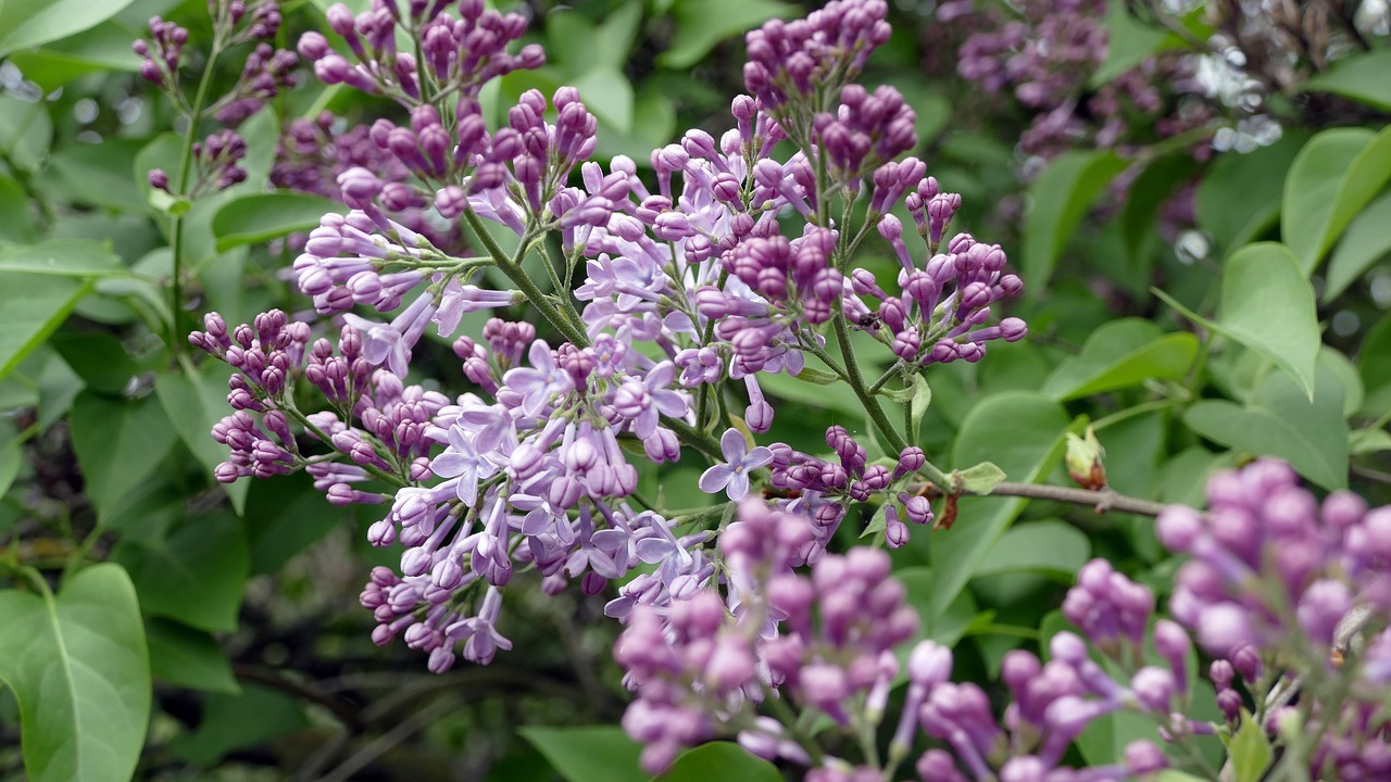 Alyva, Gėlės, Alyvinė Gėlė, Floristika, Spalvinga, Žydėjo, Aromatingas, Nemokamos Nuotraukos,  Nemokama Licenzija