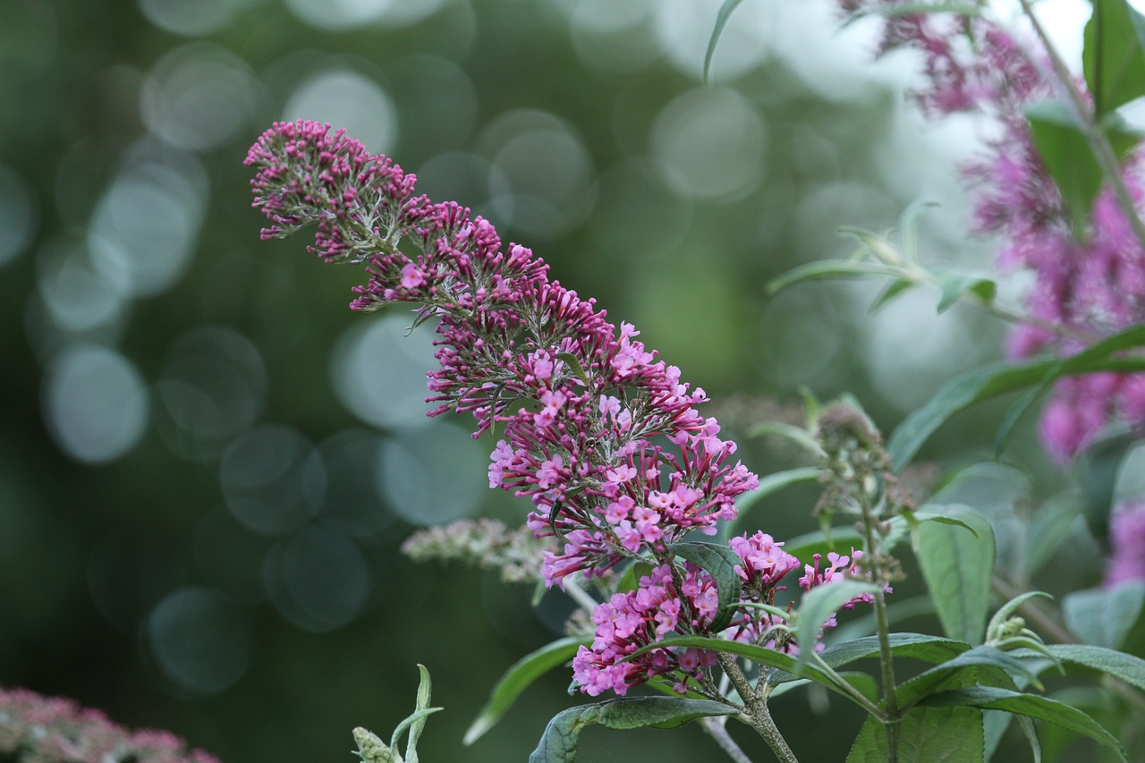 Alyva, Violetinė, Augalas, Žydėti, Dekoratyvinis Krūmas, Makro, Gėlė, Žiedas, Žydėti, Alyvinė Gėlė