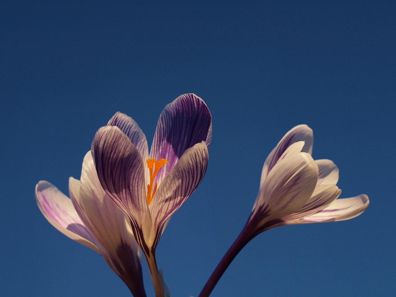 Alyva, Gėlė, Crocus, Wildflower, Pavasaris, Pavasaris, Gėlių, Augalas, Natūralus, Žiedas