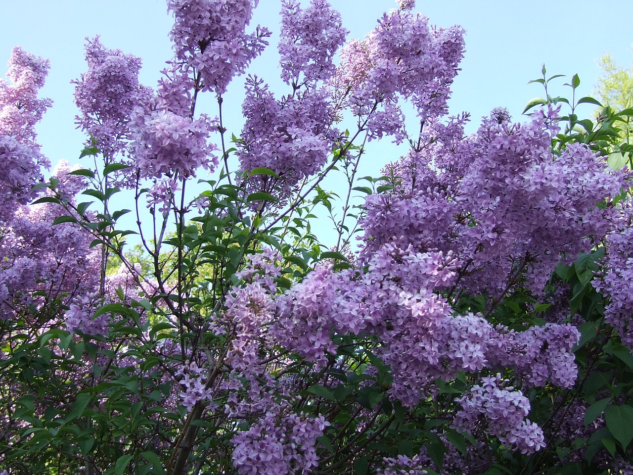 Alyva, Violetinė, Žiedas, Žydėti, Pavasaris, Nemokamos Nuotraukos,  Nemokama Licenzija