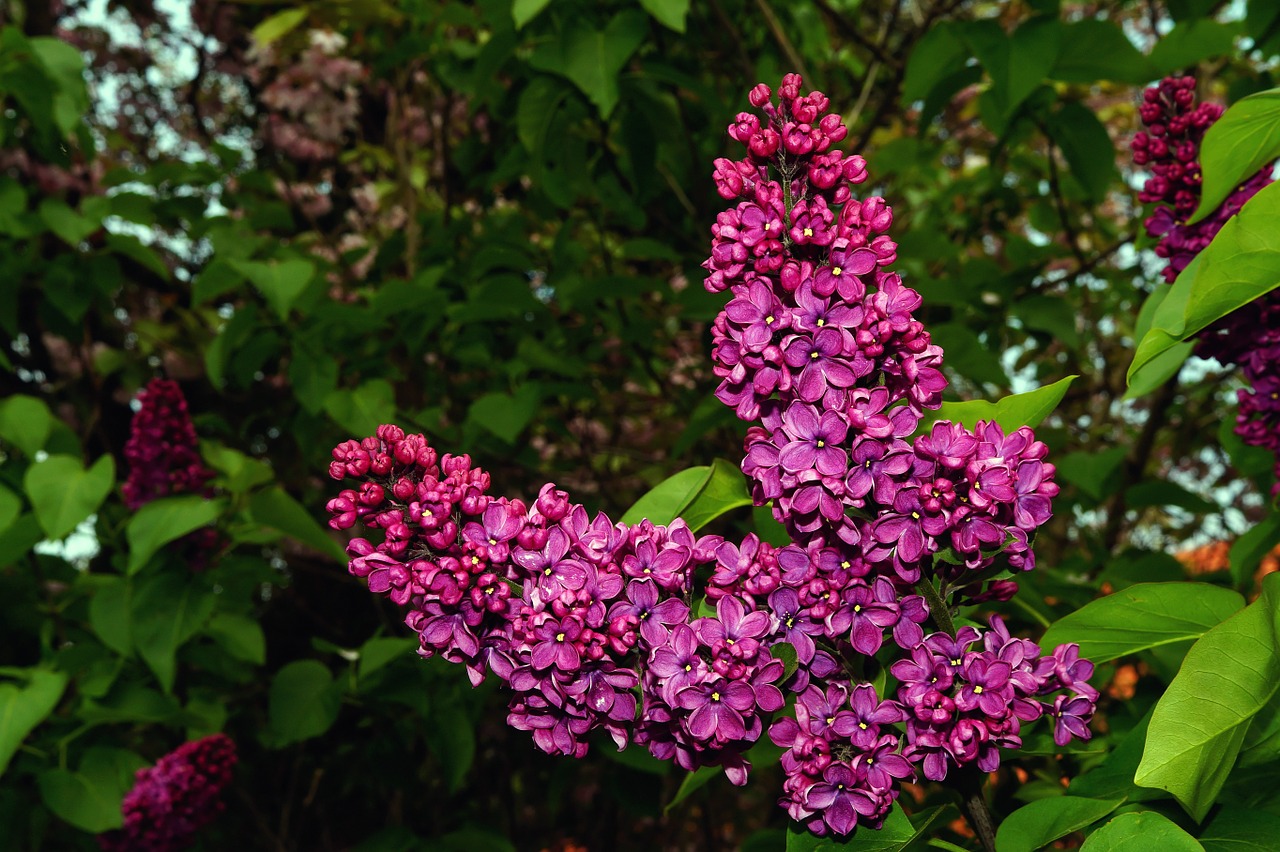 Alyva, Syringa, Dekoratyvinis Krūmas, Augalas, Krūmas, Žiedas, Žydėti, Violetinė, Uždaryti, Nemokamos Nuotraukos