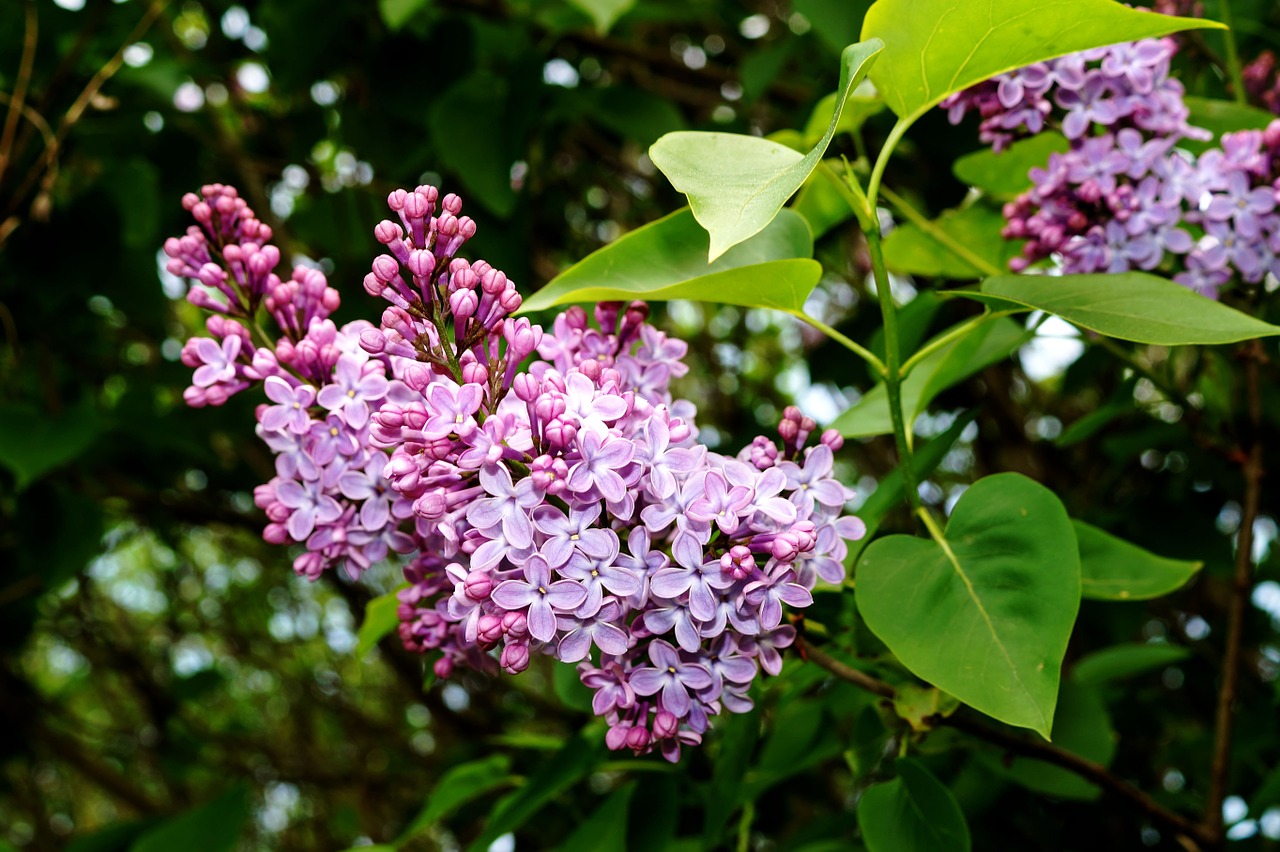 Alyva, Syringa, Dekoratyvinis Krūmas, Augalas, Krūmas, Žiedas, Žydėti, Helllila, Uždaryti, Intensyvi Spalva