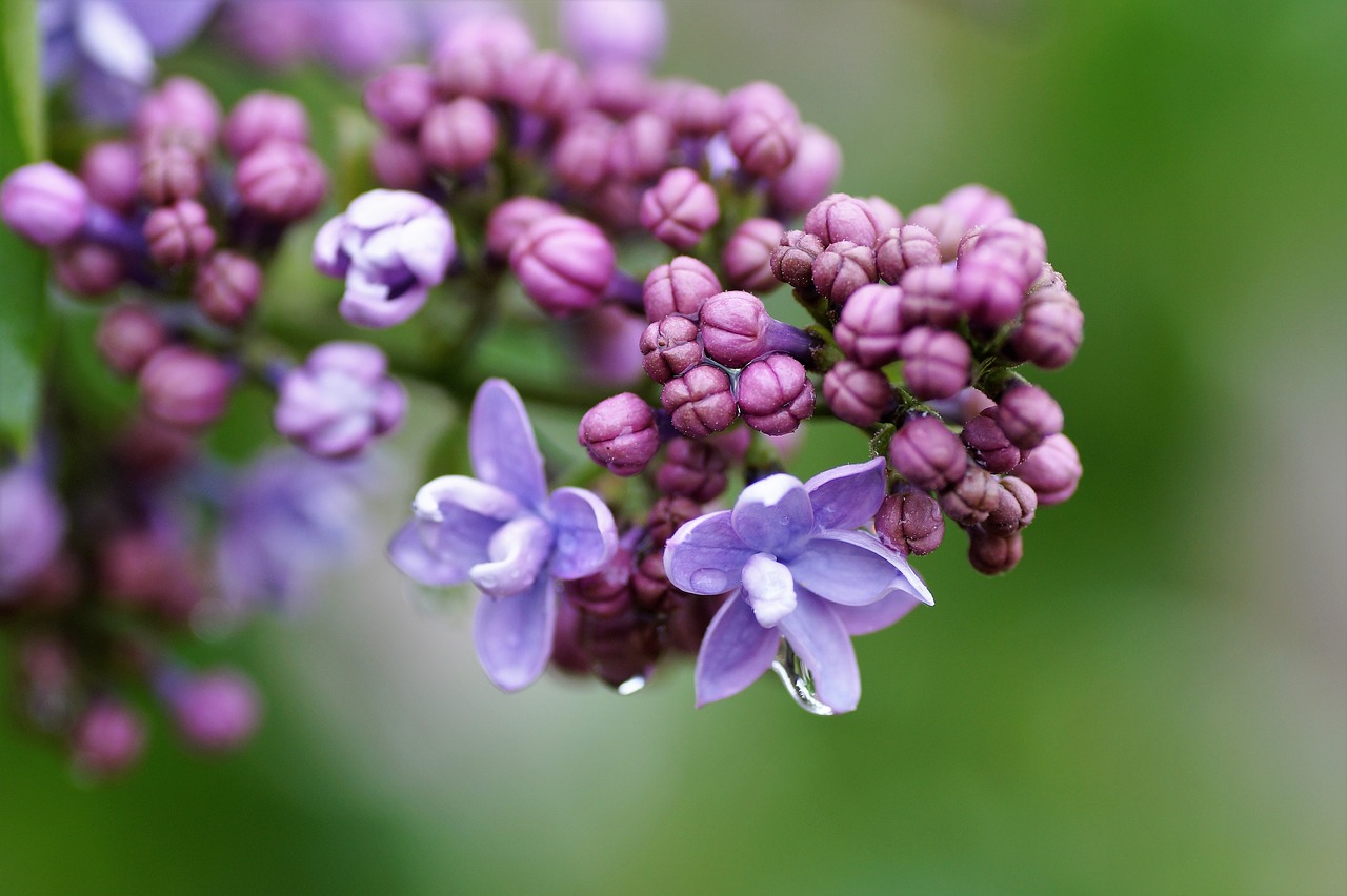 Alyvinė,  Judėjimas,  Violetinė,  Gėlė,  Sodas,  Dekoratyvinis,  Krūmas,  Pavasaris,  Žydėjimo,  Po Lietaus