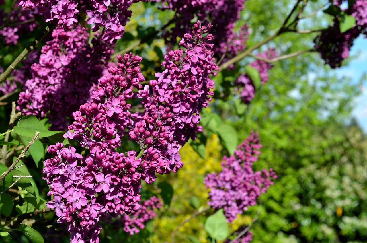 Alyvinė,  Violetinė Violetinė,  Alyvinė Gėlė,  Gėlė,  Pobūdį,  Augalų,  Krūmas,  Sodas,  Krūmai,  Dekoratyvinių Krūmų