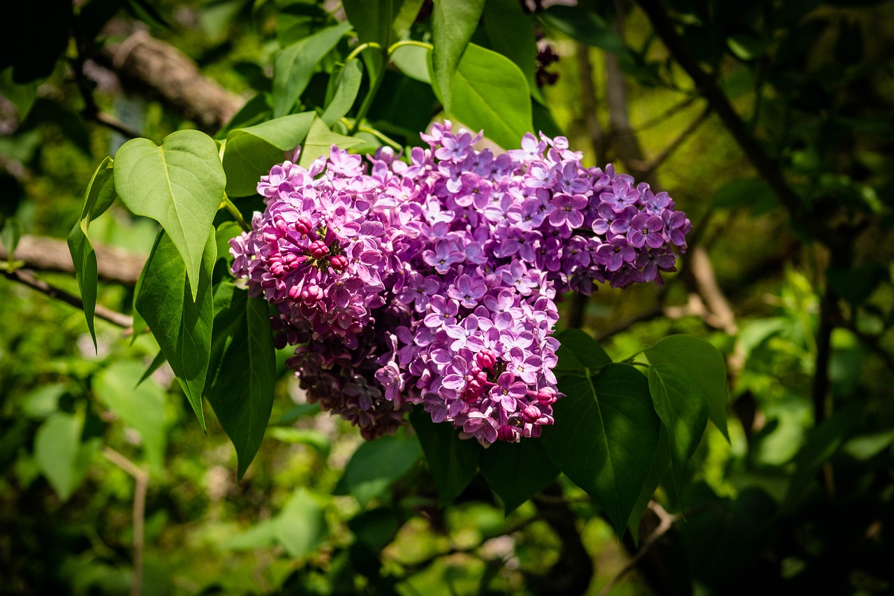 Alyvinė,  Tamsiai Violetinė,  Gėlė,  Pavasaris,  Sodas, Nemokamos Nuotraukos,  Nemokama Licenzija