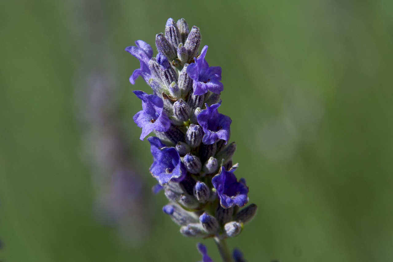 Alyvinė,  Levandų,  Gėlė,  Pobūdį,  Laukinių Gėlių,  Violetinė, Nemokamos Nuotraukos,  Nemokama Licenzija