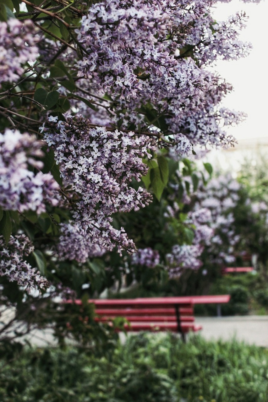 Alyvinė,  Gėlės,  Pavasaris,  Violetinė,  Pobūdį,  Žydi,  Floros,  Sodas,  Parkas,  Suoliukas