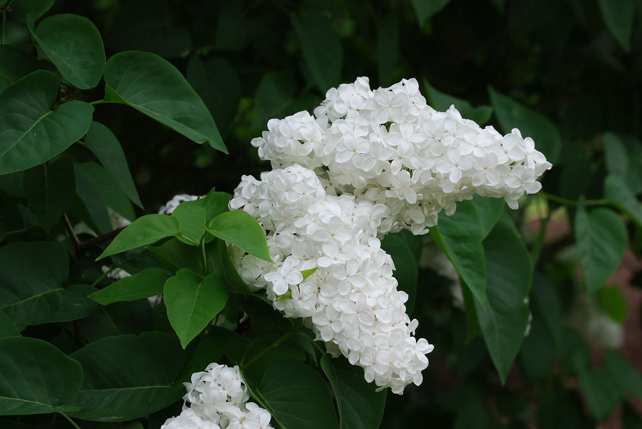 Alyva, Žiedas, Pavasaris, Žydėti, Syringa Vulgaris, Balta, Sodas, Nemokamos Nuotraukos,  Nemokama Licenzija