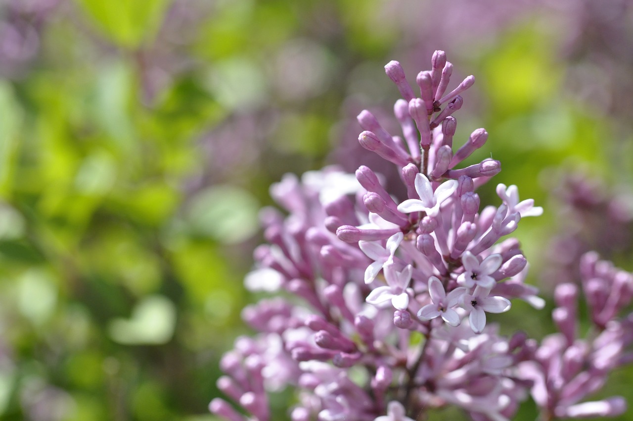 Alyva,  Žiedas,  Žydėti,  Violetinė,  Žydėti,  Dekoratyvinis Krūmas,  Augalas,  Violetinė,  Paprastoji Alyva,  Krūmas