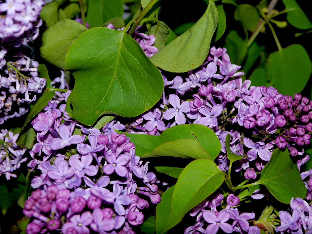 Alyva,  Puokštė,  Violetinė,  Violetinė,  Pavasaris,  Gėlės, Nemokamos Nuotraukos,  Nemokama Licenzija