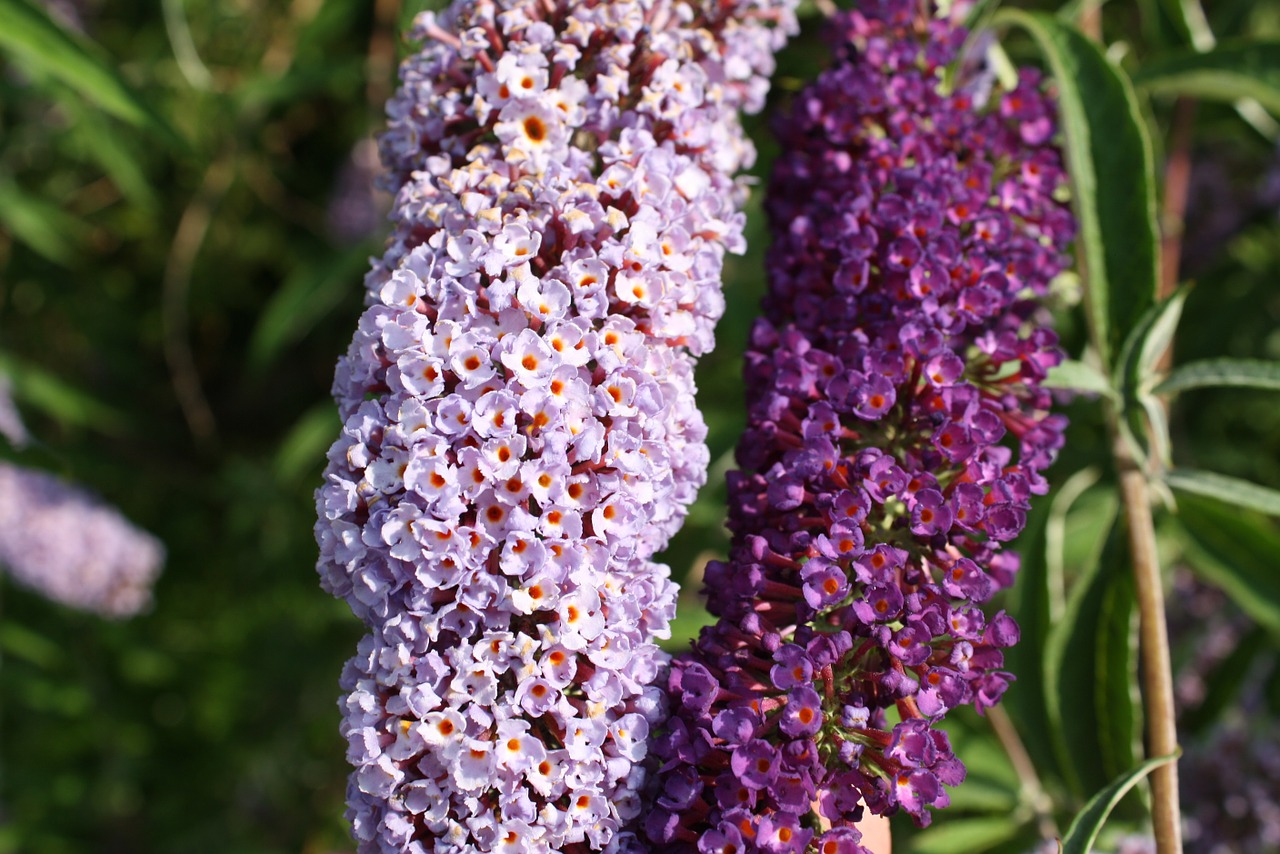 Alyva, Gėlės, Dekoratyvinis Krūmas, Žydėti, Violetinė, Gėlė, Paprastoji Alyva, Violetinė, Pavasaris, Krūmas