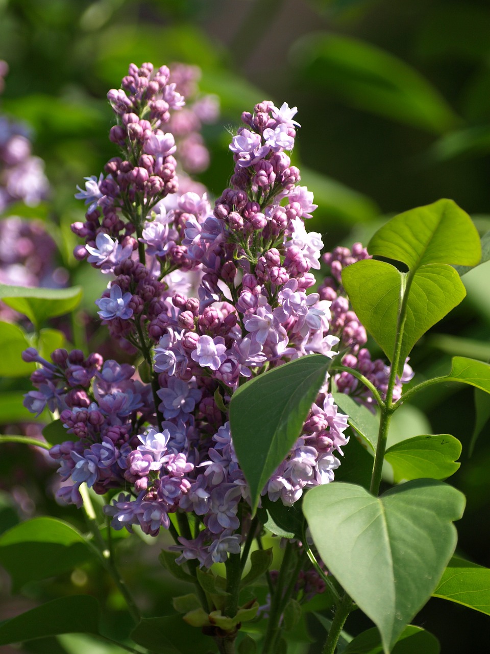 Alyvinė Gėlė, Alyva, Alyvmedžių Žievės, Syringa Vulgaris, Nemokamos Nuotraukos,  Nemokama Licenzija