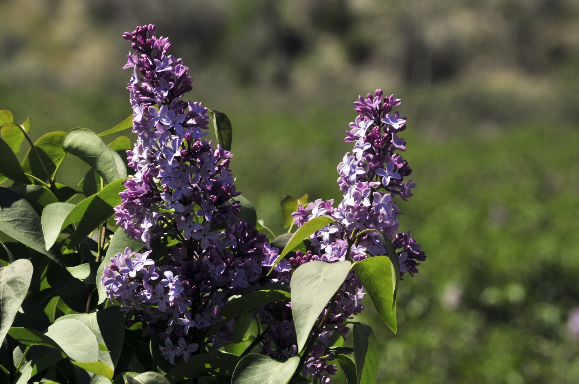 Alyva,  Avižos,  Violetinė,  Gėlė,  Gėlės,  Pavasaris,  Sodas,  Sodininkystė,  Alyva, Nemokamos Nuotraukos