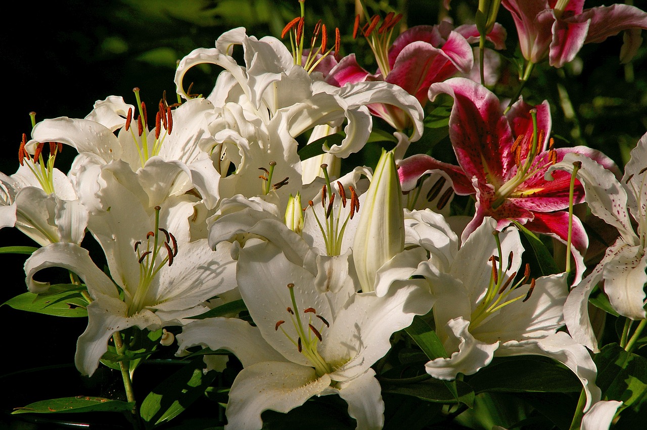 Lelijos, Gėlės, Žydėjo, Gėlių Antspaudas, Augalas, Gamta, Lelija, Sodas, Agapanthus, Rožinis