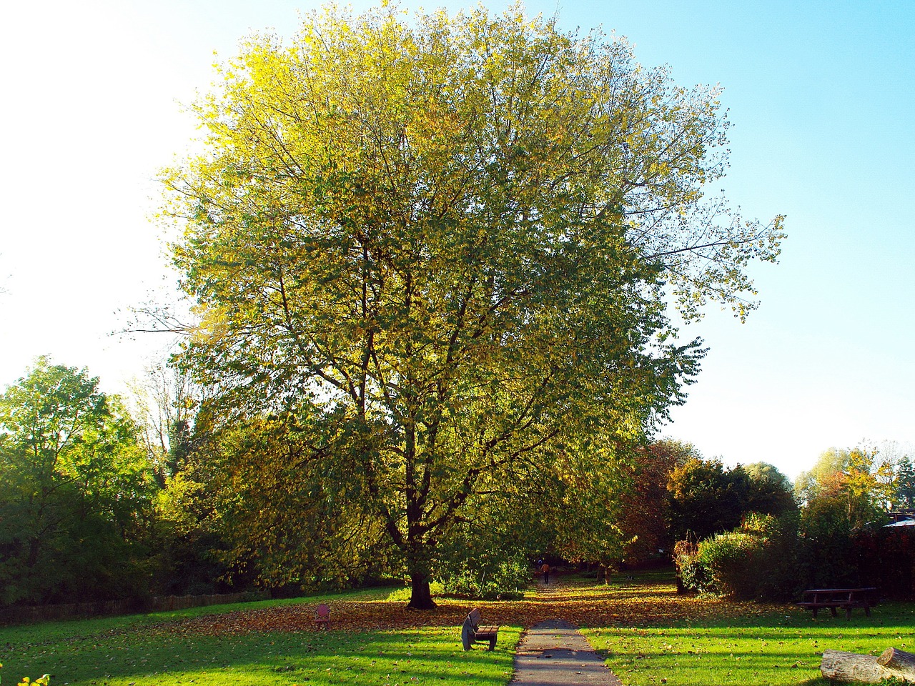 Lilas, Kritimas, Lapai, Vyšnia, Alėja, Nostalgija, Promenada, Gamta, Parkas, Vartai