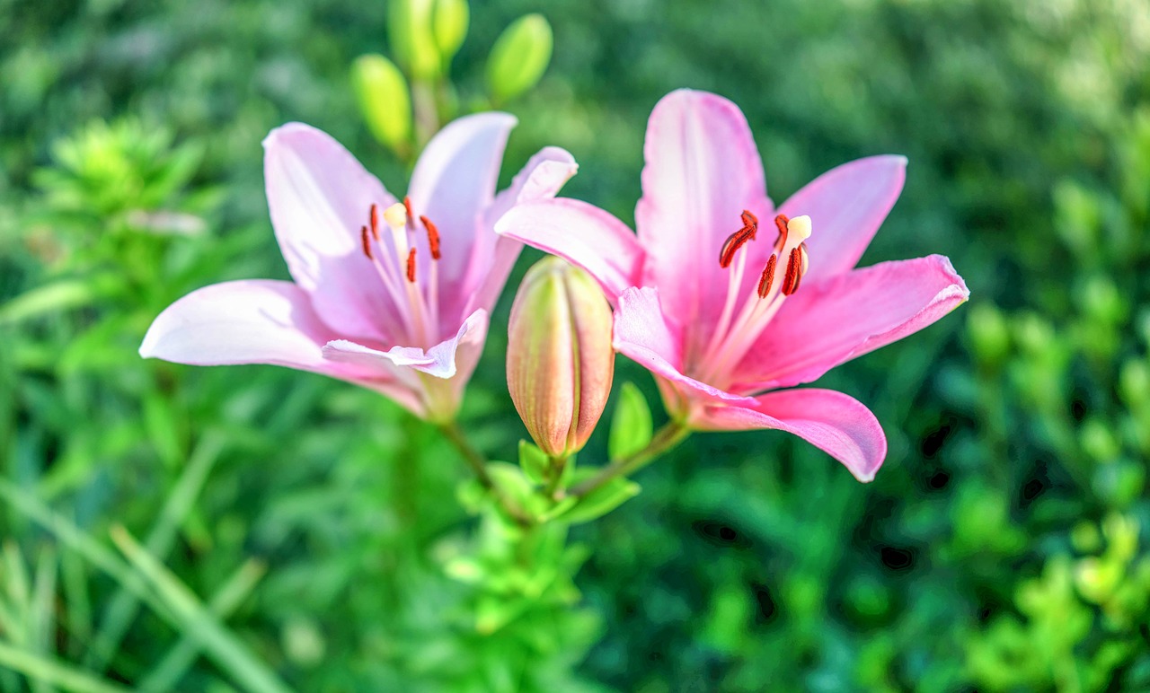 Lelijos,  Rožinis,  Sodininkystė,  Pobūdį,  Žydi,  Gėlė,  Žiedas,  Floros,  Spalvinga,  Žalias