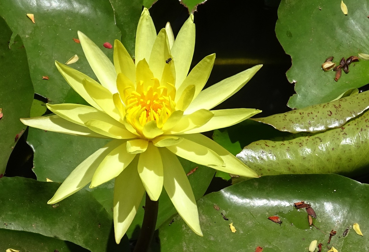 Lelija, Gėlė, Geltona, Nymphaea Mexicana, Nymphaeaceae, Geltona Vandens Lelija, Meksikietiška Vandens Žiediena, Bananų Vandeninis Vandens Žiedas, Augalas, Flora