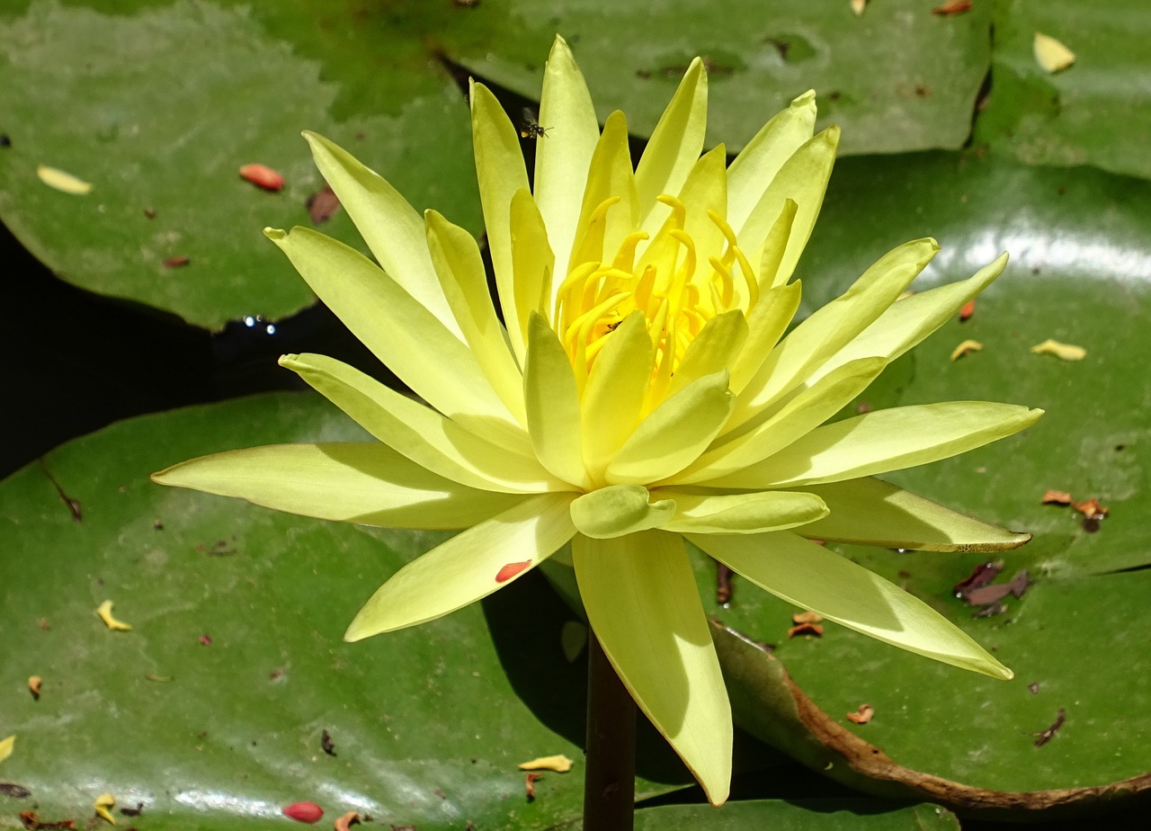 Lelija, Gėlė, Geltona, Nymphaea Mexicana, Nymphaeaceae, Geltona Vandens Lelija, Meksikietiška Vandens Žiediena, Bananų Vandens Žievė, Vandens, Augalas