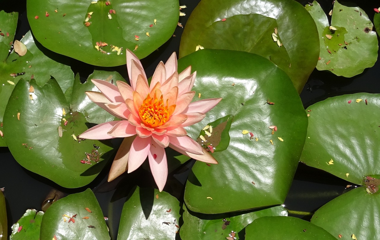 Gėlė, Vandens Lelija, Nymphaea Colorado, Persikų Švytėjimas, Nymphaeaceae, Lelija, Tvenkinys, Vanduo, Vandens, Gėlių