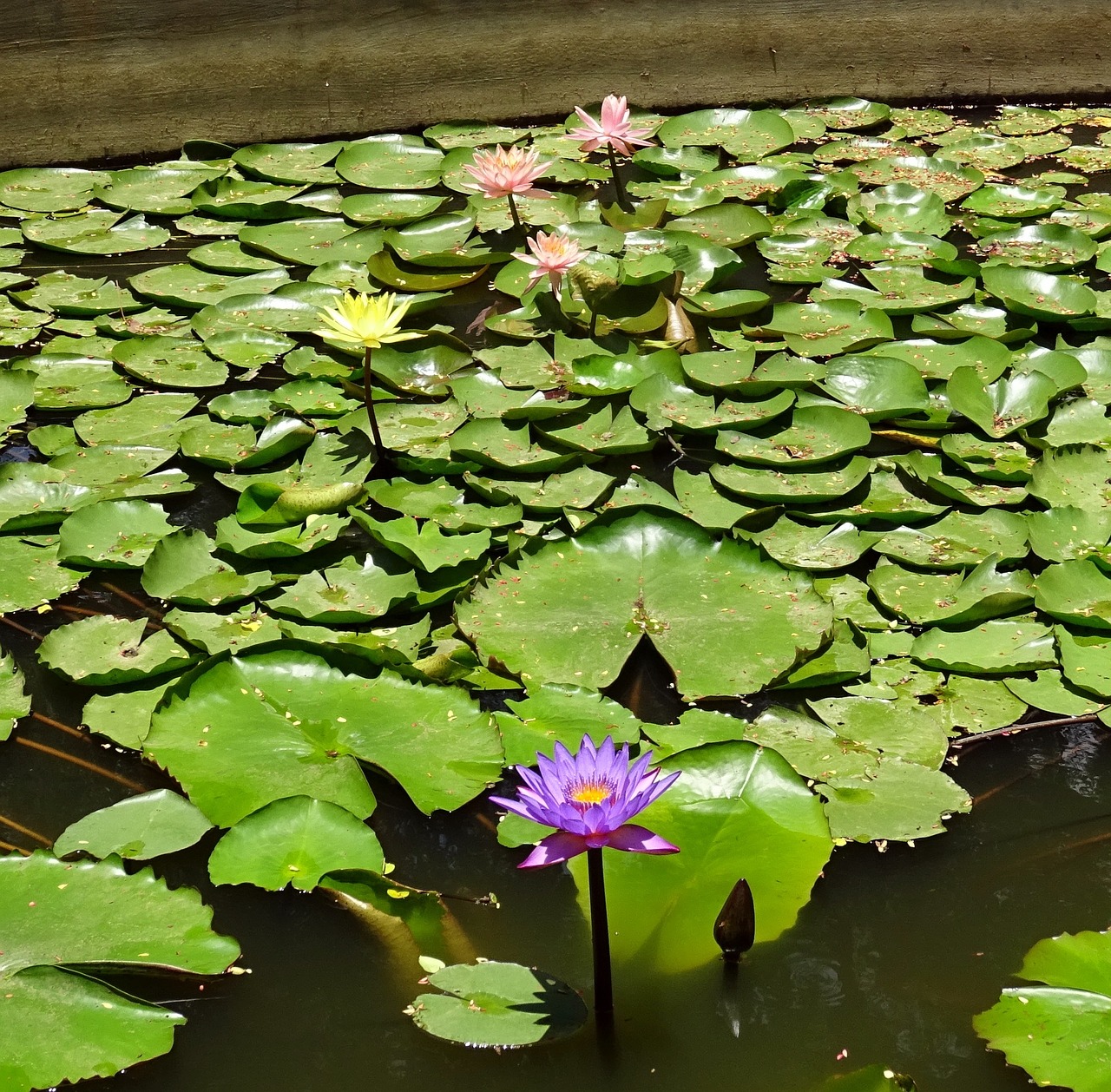 Lelija, Gėlė, Violetinė, Geltona, Persikas, Tvenkinys, Vandens, Augalas, Flora, Vanduo