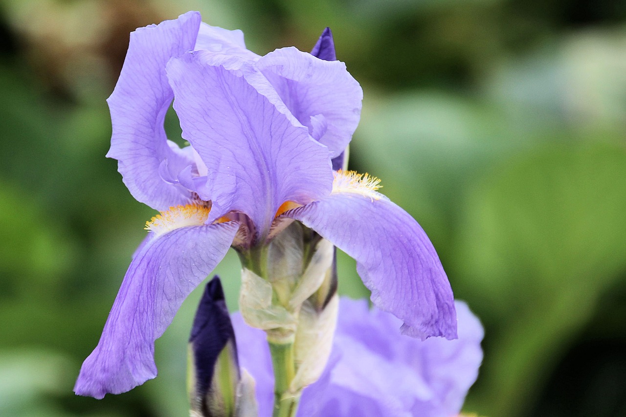 Lelija, Violetinė, Žiedas, Žydėti, Gėlė, Mėlynas, Iris, Nemokamos Nuotraukos,  Nemokama Licenzija