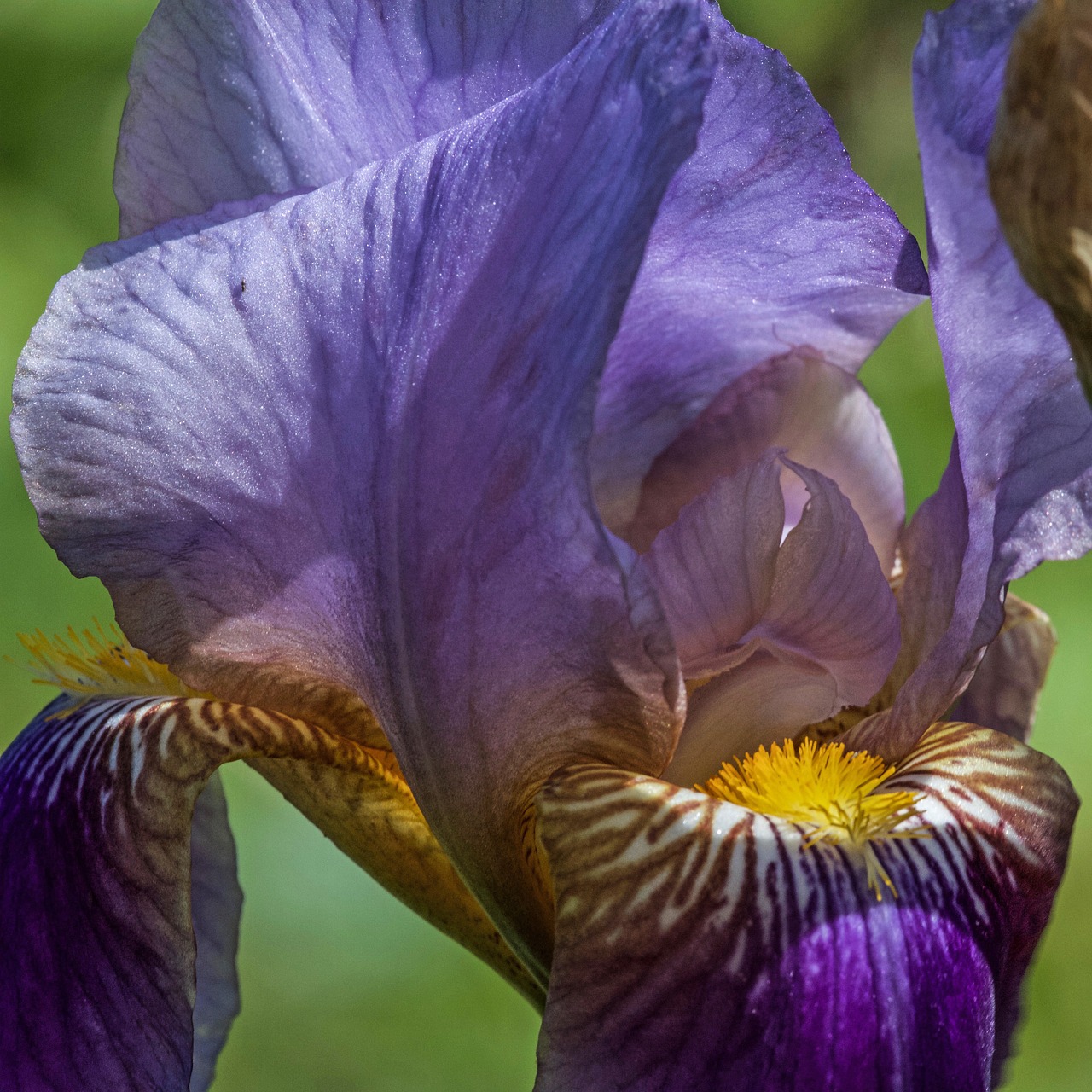 Lelija, Iris, Gėlė, Žiedas, Žydėti, Iridaceae, Skyrius, Uždaryti, Žydėti, Violetinė