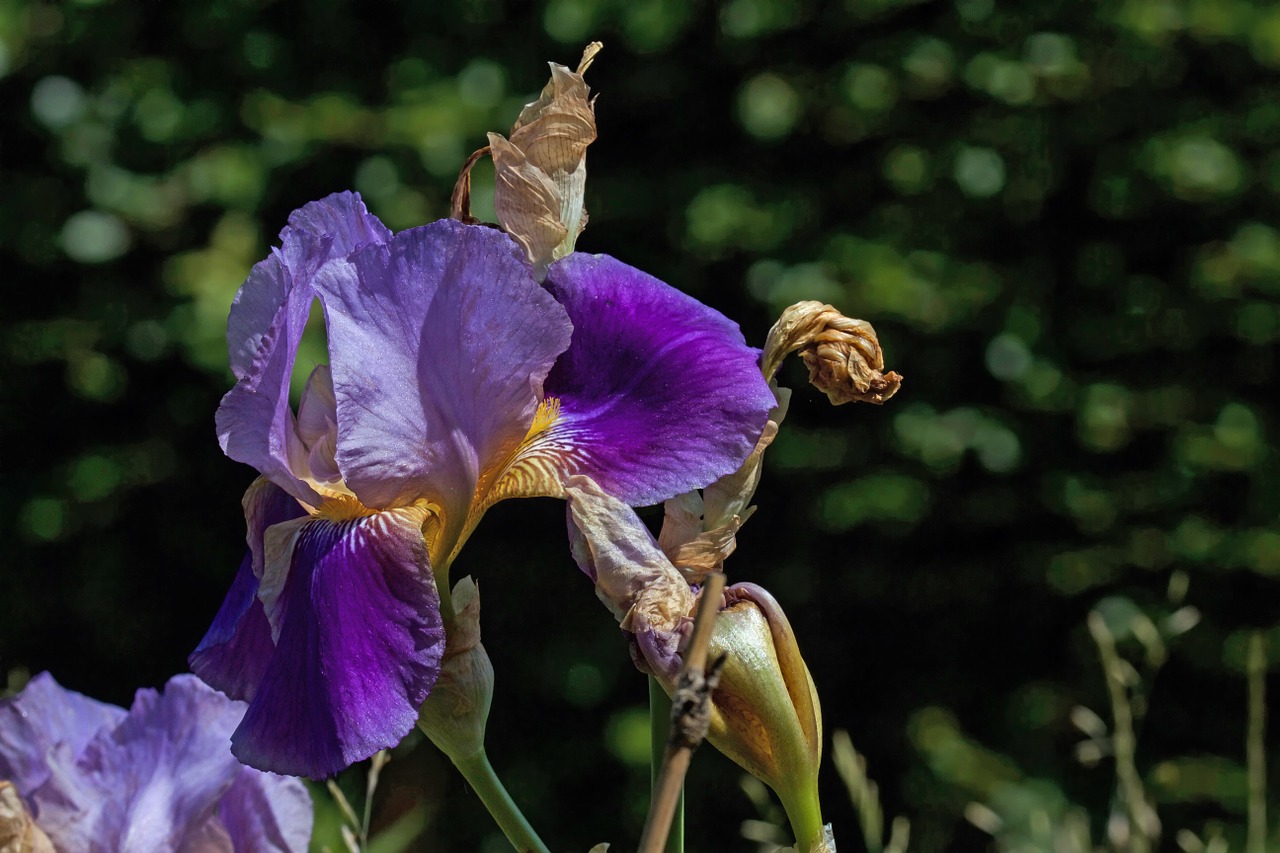 Lelija, Iris, Gėlė, Žiedas, Žydėti, Iridaceae, Žydėti, Išnyks, Violetinė, Violetinė