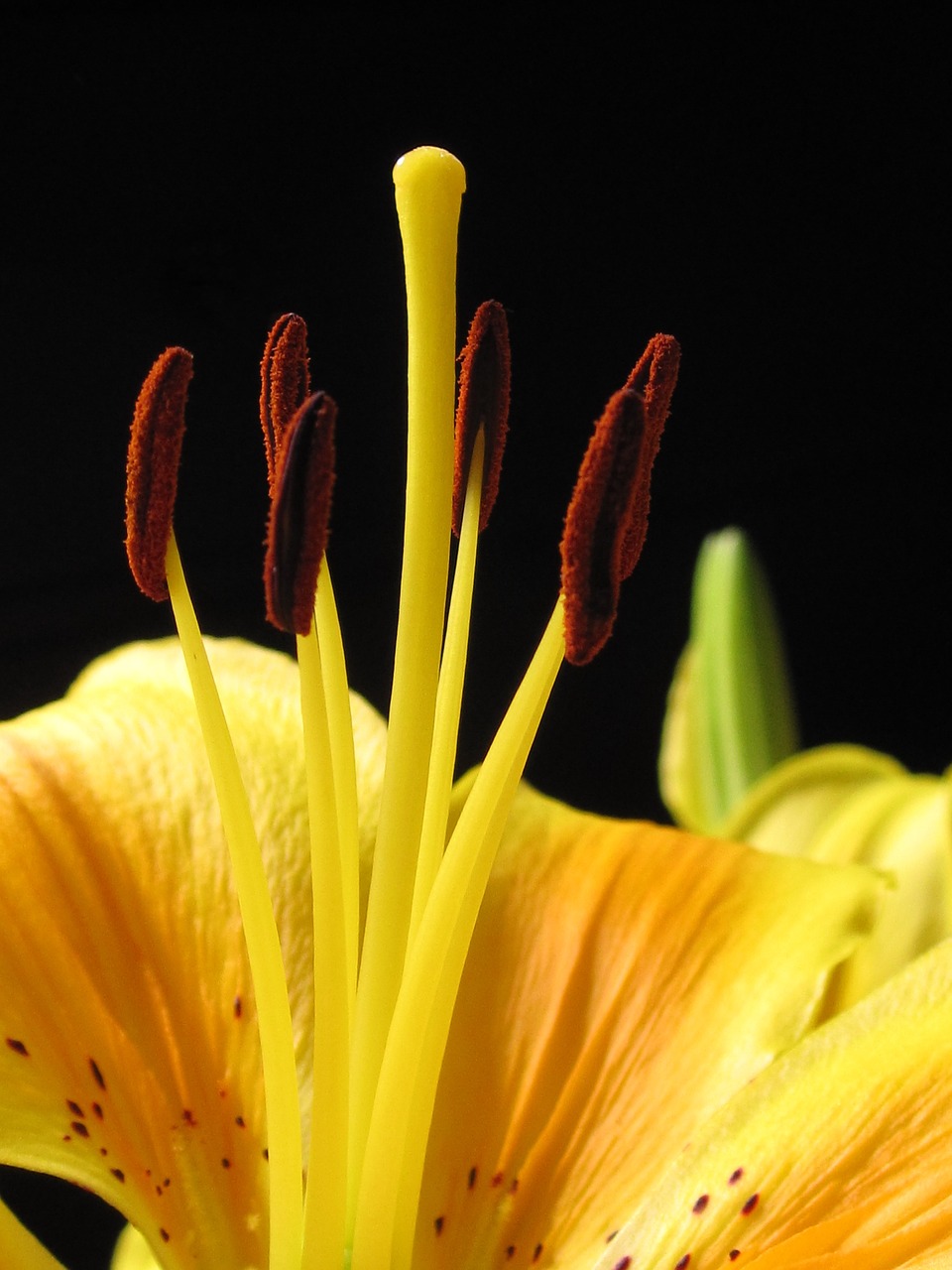 Lelija, Pirėnų Lelija, Lilium Pyrenaicas, Geltona, Gėlė, Žiedas, Žydėti, Pistil, Antspaudas, Žydėjo