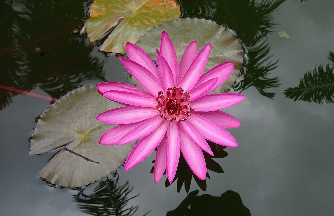 Lelija, Vandens Lelija, Raudona Vandens Lelija, Lal Shapla, Lal Kamal, Raktakamal, Nilofar, Nymphaea Rubra, Nymphaeaceae, Nymphaea Rosea