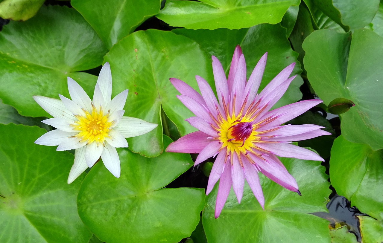 Lelija, Vandens Lelija, Balta, Nymphaea Pubescens Willd, Pelkinė Mėlyna Vandens Žiediena, Nymphaea Capensis, Nymphaeaceae, Gėlė, Tvenkinys, Vanduo