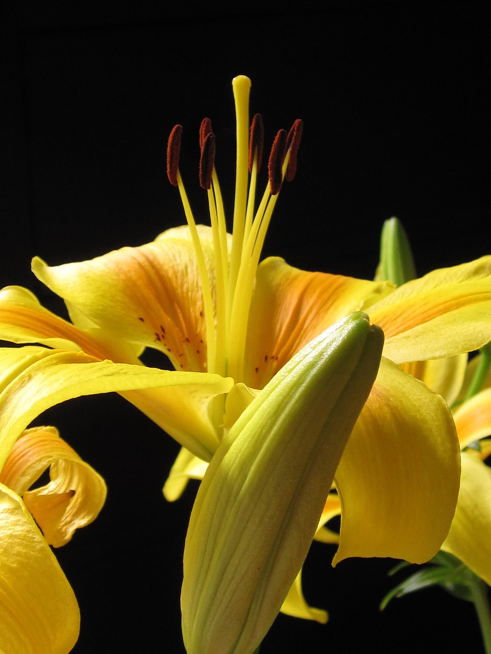 Lelija, Pirėnų Lelija, Lilium Pyrenaicas, Gamta, Gėlė, Budas, Pistil, Žiedas, Žydėti, Uždaryti