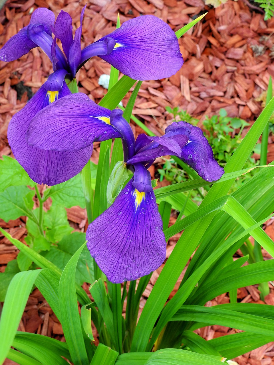 Lelija, Iris, Lova, Gėlė, Žiedas, Žydėti, Gamta, Sodas, Violetinė, Augalas