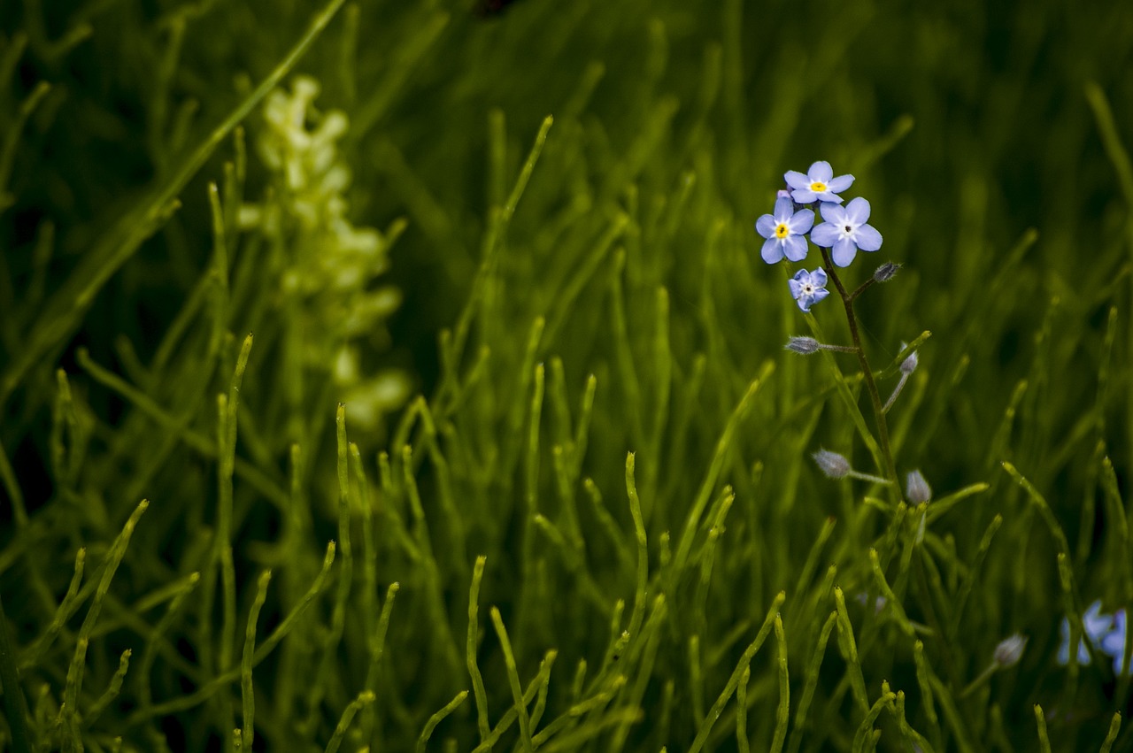 Lelija, Gėlė, Wildflower, Gėlių, Pavasaris, Žiedas, Augalas, Gamta, Balta, Vasara