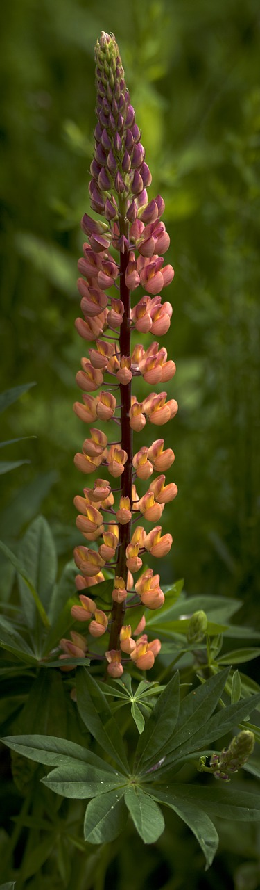 Lelija, Gėlė, Wildflower, Gėlių, Pavasaris, Žiedas, Augalas, Gamta, Balta, Vasara