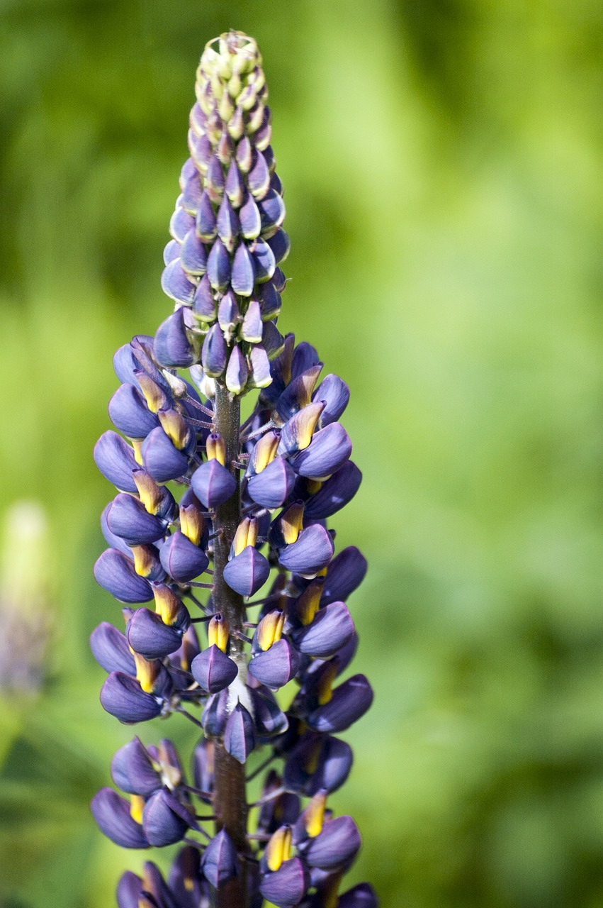 Lelija, Gėlė, Wildflower, Gėlių, Pavasaris, Žiedas, Augalas, Gamta, Balta, Vasara