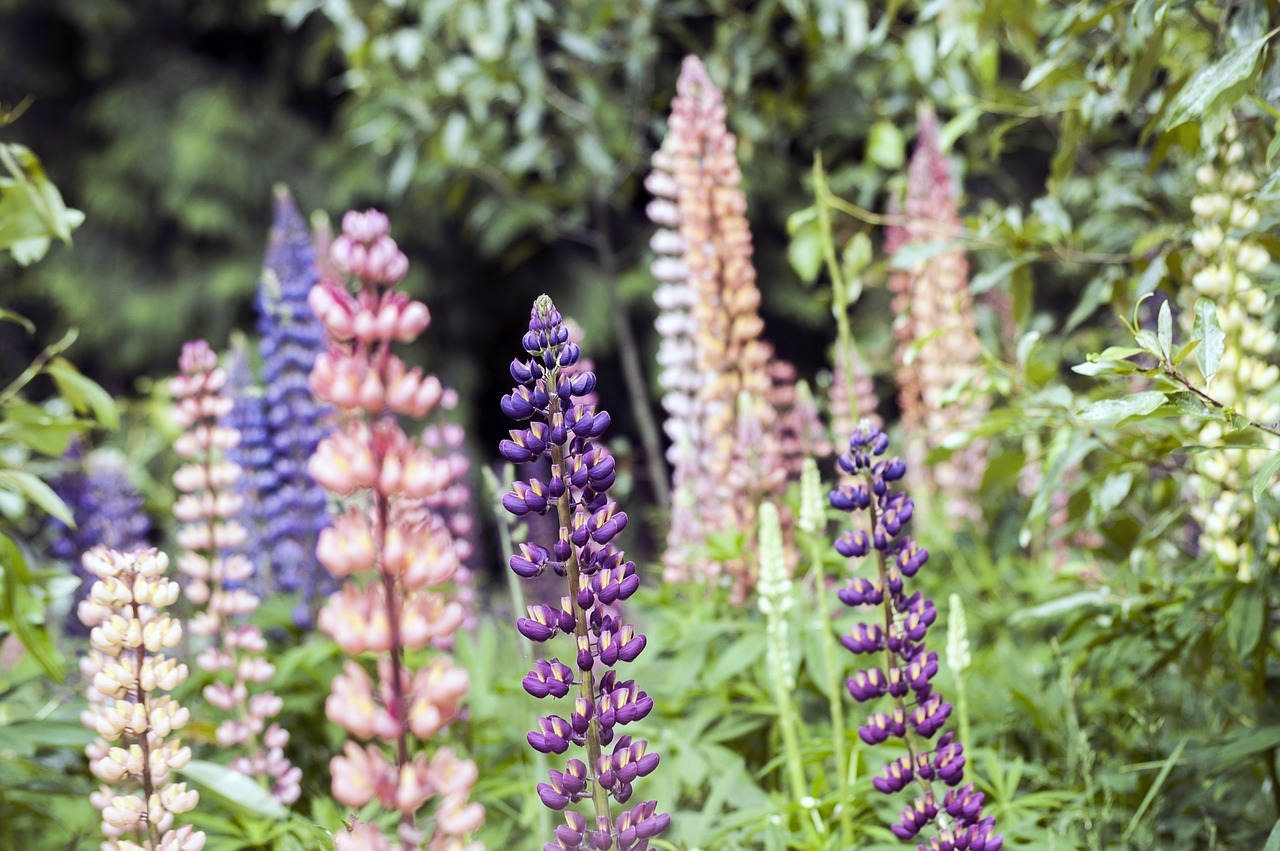 Lelija, Gėlė, Wildflower, Gėlių, Pavasaris, Žiedas, Augalas, Gamta, Balta, Vasara