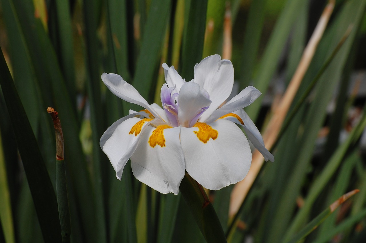 Lelija, Gėlė, Žydėjo, Gamta, Agapanthus, Balta, Augalas, Uždaryti, Sodas, Žiedas