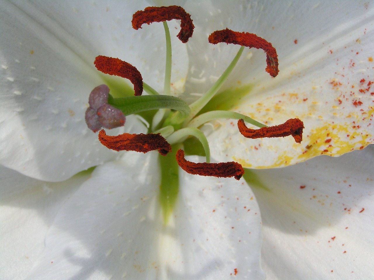 Lelija, Pistil, Makro, Žiedadulkės, Gėlė, Gamta, Nemokamos Nuotraukos,  Nemokama Licenzija