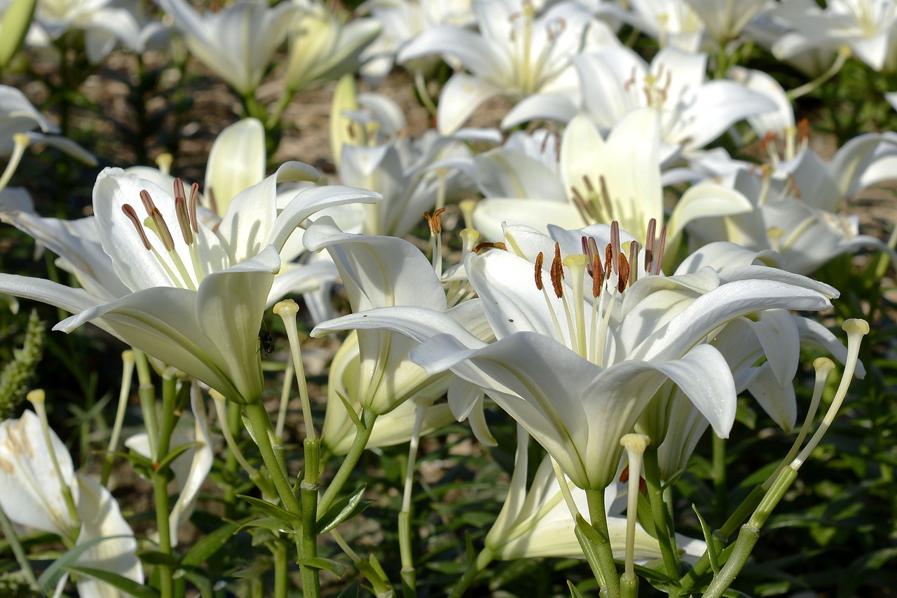 Lelija, Žiedas, Žydėti, Gėlė, Sodas, Balta, Uždaryti, Gamta, Vasara, Flora