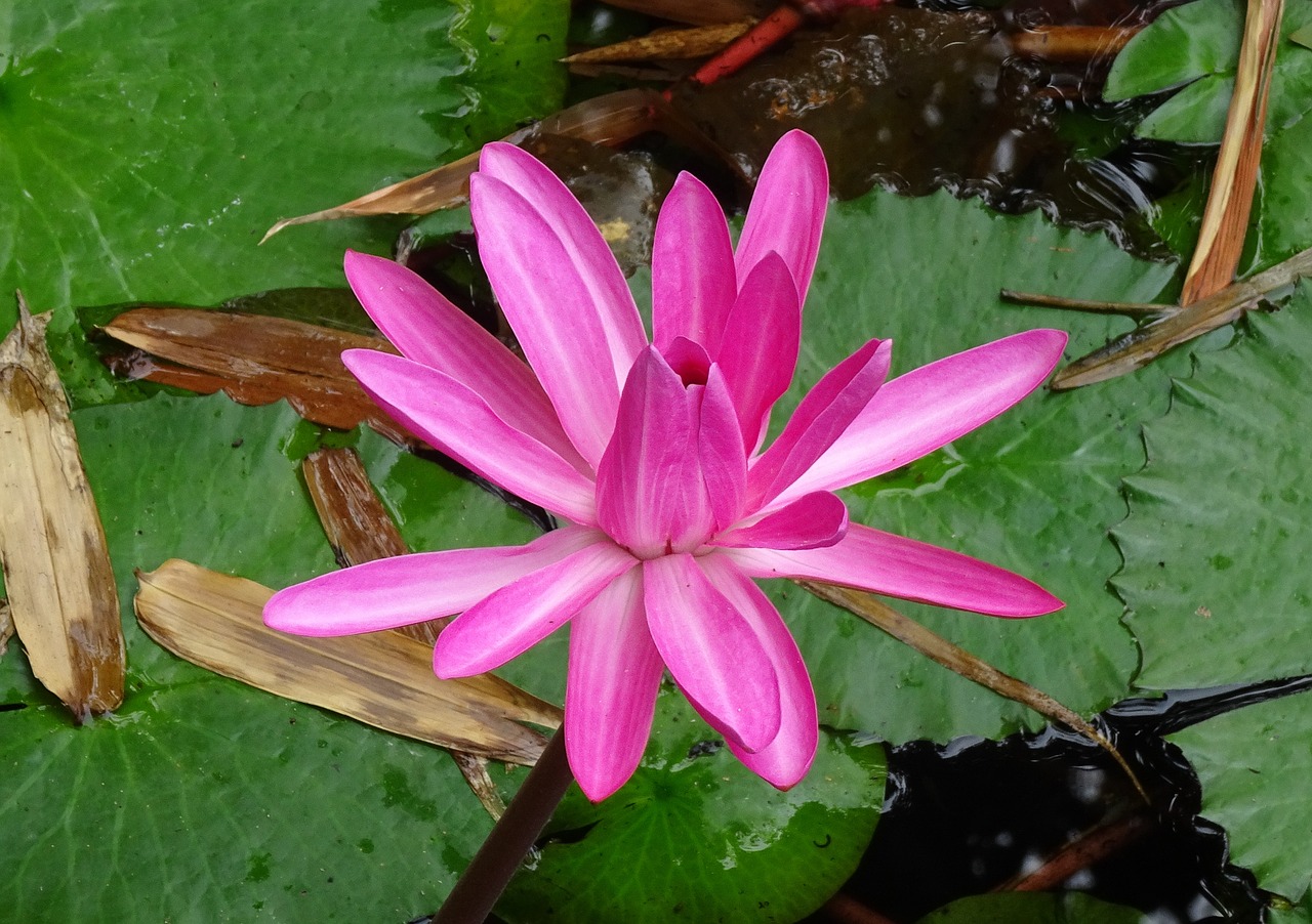 Lelija, Gėlė, Raudona Vandens Lelija, Lal Shapla, Lal Kamal, Raktakamal, Nilofar, Nymphaea Rubra, Nymphaeaceae, Nymphaea Rosea