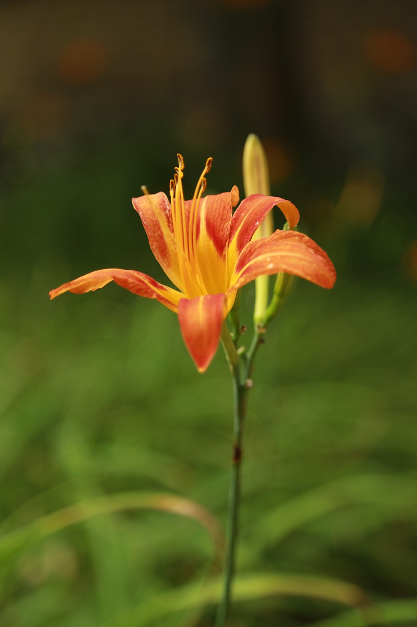 Lelija,  Tigras Lily,  Gėlės,  Pobūdį,  Vasarą,  Augalai, Nemokamos Nuotraukos,  Nemokama Licenzija