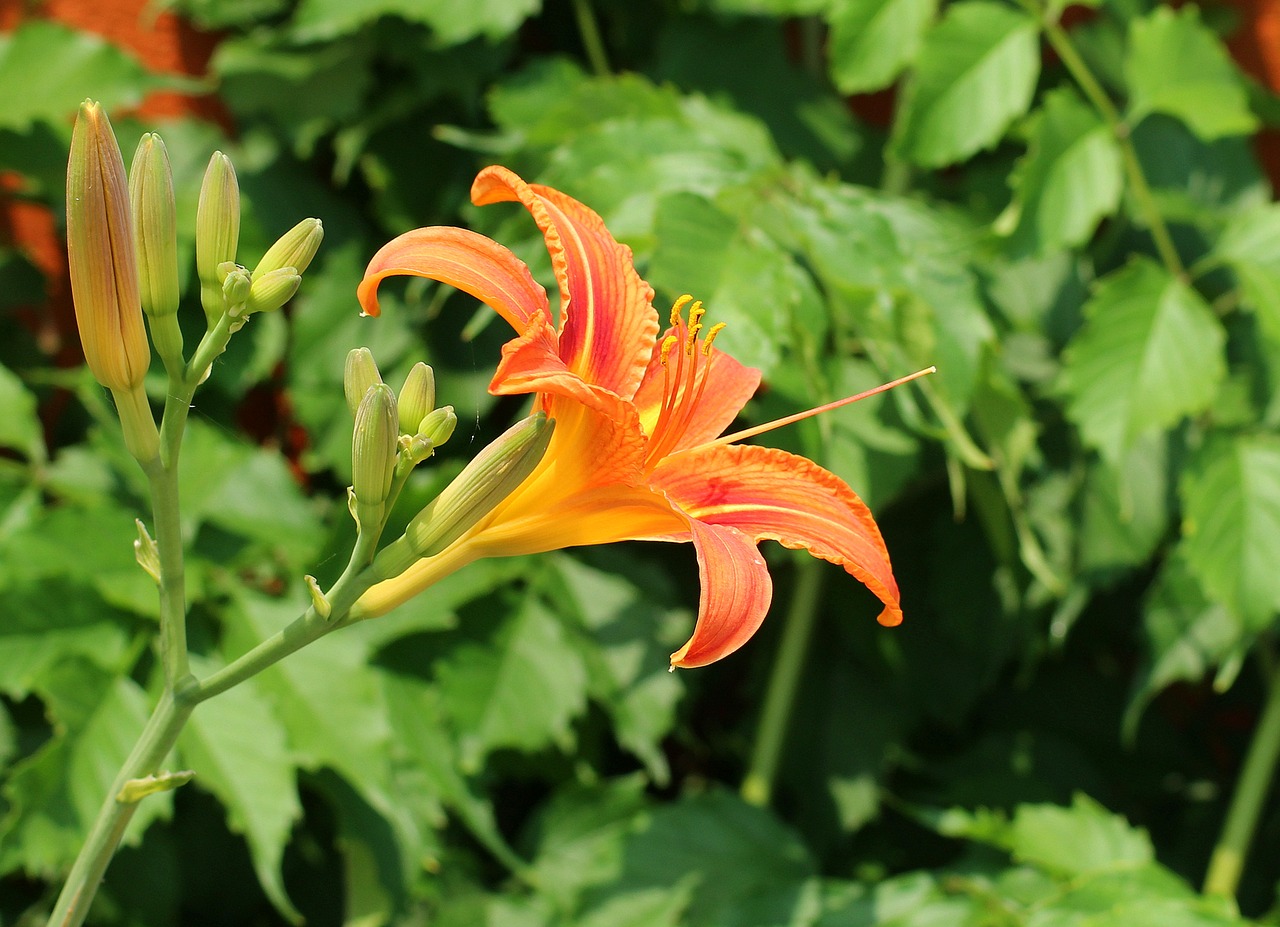 Lelija,  Lily Garden,  Gėlė,  Pavasaris,  Dekoratyviniai Augalai,  Lily Klesti,  Augalų,  Gamta, Nemokamos Nuotraukos,  Nemokama Licenzija