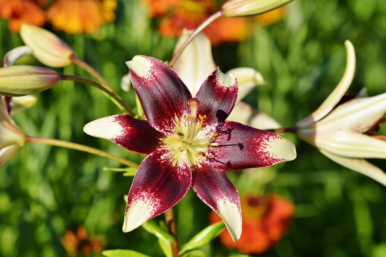 Lilly blossom