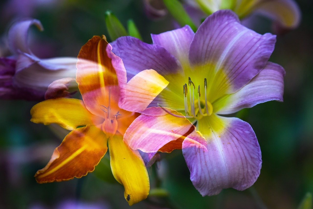 Lelija,  Gėlė,  Augalų,  Žydi,  Lilium,  Lemputės,  Žolinis,  Daugiamečių,  Gardus,  Pavasaris