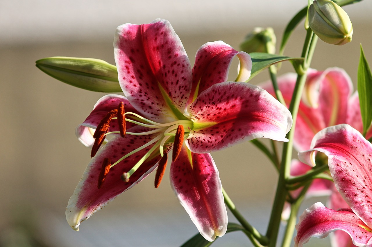 Lelija,  Liliaceae,  Raudona,  Baltos Spalvos,  Gėlė,  Žiedas,  Žydi,  Bud,  Augalų,  Žydi