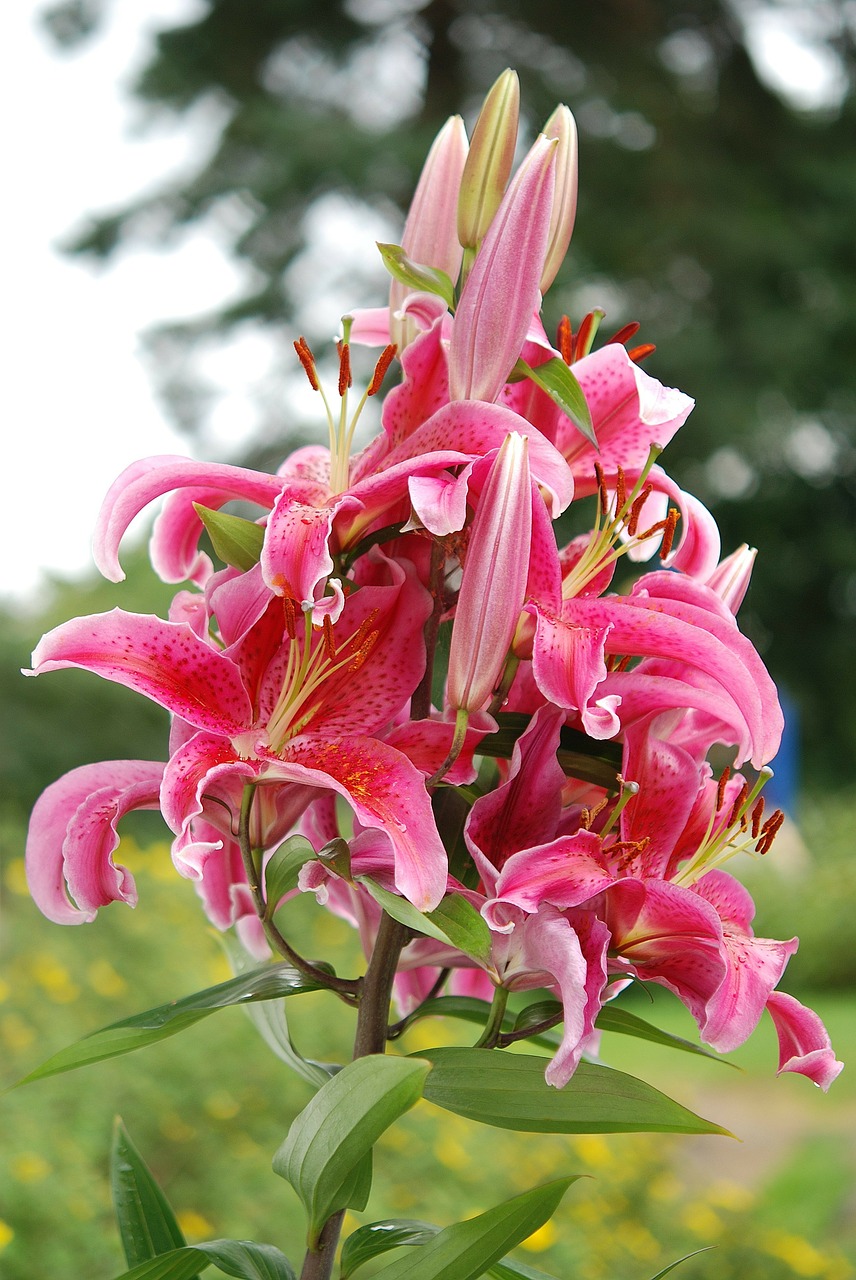 Lelija, Gėlė, Rožinis, Gėlių, Žiedas, Žiedlapis, Žydėti, Egzotiškas, Havajų Kalba, Flora