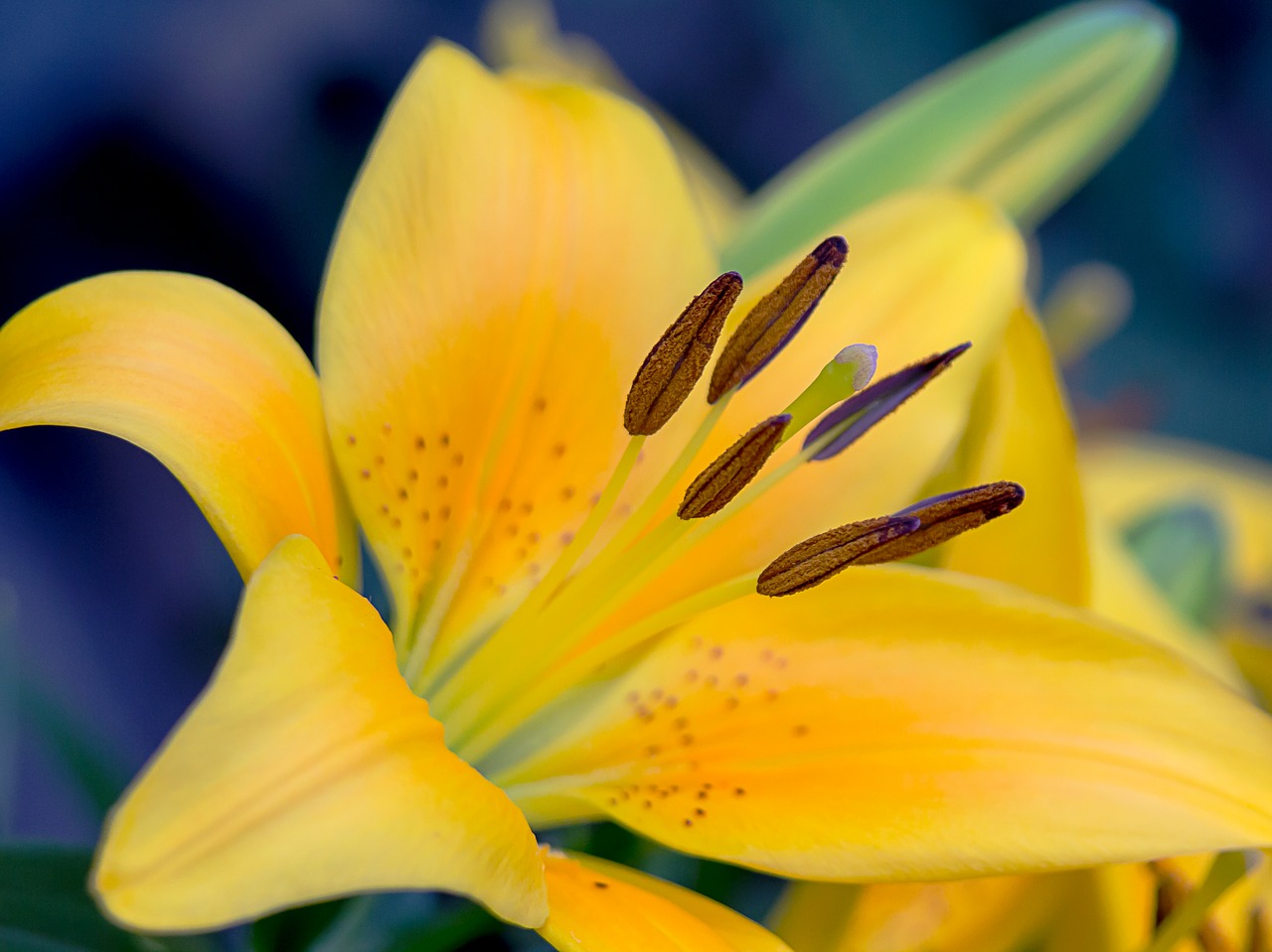 Lelija, Geltona, Makro, Uždaryti, Pistil, Žydėjo, Gėlė, Žiedas, Žydėti, Iš Arti